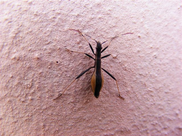 Alydidae:  Micrelytra fossularum della Sardegna